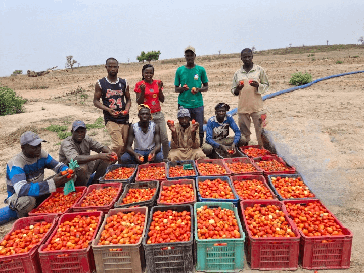 Lopa Community Tomato Block Farm project